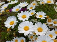 daisy, 꽃, flower, blossom, 데이지, 사진,이미지,일러스트,캘리그라피 - Njinya222작가 크라우드픽 - 저작권 걱정 없는 상업용 이미지