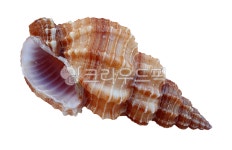 조개, clam, shell, seashell, 조개껍질, 사진,이미지,일러스트,캘리그라피 - machaboo작가 크라우드픽 - 저작권 걱정 없는 상업용 이미지