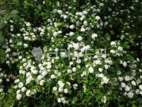 꽃, flower, herbs, 허브, leaf, 사진,이미지,일러스트,캘리그라피 - 영수길작가 크라우드픽 - 저작권 걱정 없는 상업용 이미지