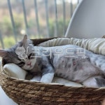 고양이, 임신한고양이, 배부른고양이, 엄마고양이, 어미고양이, 사진,이미지,일러스트,캘리그라피 - lmr1230작가 크라우드픽 - 저작권 걱정 없는... 