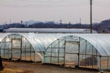 옥외, outdoors, 비닐하우스, vinylgreenhouse, 농업, 사진,이미지,일러스트,캘리그라피 - studio H작가 크라우드픽 - 저작권 걱정 없는... 