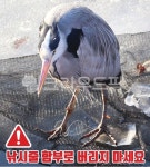 왜가리, 낚시터, 낚시, 낚시터주의사항, 낚시줄, 사진,이미지,일러스트,캘리그라피 - 긍정쟁이작가 크라우드픽 - 저작권 걱정 없는 상업용 이미지