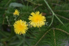 plant, 식물, 꽃, 수목원, 민들레, 사진,이미지,일러스트,캘리그라피 - 용천인작가 크라우드픽 - 저작권 걱정 없는 상업용 이미지