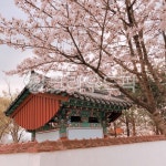 식물, 벚꽃, 봄, 핑크, 대한민국, 사진,이미지,일러스트,캘리그라피 - jua05045작가 크라우드픽 - 저작권 걱정 없는 상업용 이미지