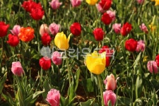 flower, 꽃, tulip, 튤립, petal, 사진,이미지,일러스트,캘리그라피 - epn93작가 크라우드픽 - 저작권 걱정 없는 상업용 이미지