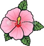 무궁화, 꽃, 식물, 대한민국, 국화, 사진,이미지,일러스트,캘리그라피 - slowgom작가 크라우드픽 - 저작권 걱정 없는 상업용 이미지