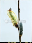 plant, 식물, 봄, 버들강아지, 꽃수술, 사진,이미지,일러스트,캘리그라피 - Nepoto1작가 크라우드픽 - 저작권 걱정 없는 상업용 이미지