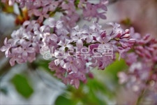 라일락, 봄, 향기, flower, spring, 사진,이미지,일러스트,캘리그라피 - 주바작가 크라우드픽 - 저작권 걱정 없는 상업용 이미지