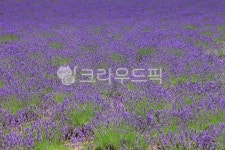 라벤더, 라벤다, 라벤더꽃, 라벤다꽃, 꽃밭, 사진,이미지,일러스트,캘리그라피 - 프리이미지작가 크라우드픽 - 저작권 걱정 없는 상업용 이미지