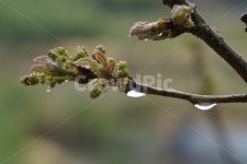 비, 빗방울, 나무, 새순, 나뭇가지, 사진,이미지,일러스트,캘리그라피 - 산너머저쪽작가 크라우드픽 - 저작권 걱정 없는 상업용 이미지