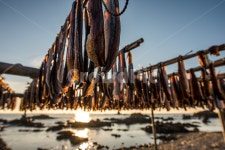 과메기, 포항, 특산물, 꽁치, 안주, 사진,이미지,일러스트,캘리그라피 - 청설작가 크라우드픽 - 저작권 걱정 없는 상업용 이미지