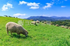 양떼, 양떼목장, 목장, 방목, 축산업, 사진,이미지,일러스트,캘리그라피 - cstrike작가 크라우드픽 - 저작권 걱정 없는 상업용 이미지