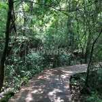 제주도, 곶자왈, 숲, 나무, 피톤치드, 사진,이미지,일러스트,캘리그라피 - yenng작가 크라우드픽 - 저작권 걱정 없는 상업용 이미지