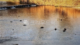 강변, 바탕, outdoors, 철새, 청둥오리, 사진,이미지,일러스트,캘리그라피 - chego21작가 크라우드픽 - 저작권 걱정 없는 상업용 이미지