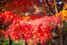 단풍, 가을, maple, 단풍나무, autumn, 사진,이미지,일러스트,캘리그라피 - Wgrapher작가 크라우드픽 - 저작권 걱정 없는 상업용 이미지