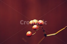 열매, 붉은색, 식물, 자연, 줄기, 사진,이미지,일러스트,캘리그라피 - 함께사는세상작가 크라우드픽 - 저작권 걱정 없는 상업용 이미지