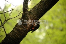 산, 숲, 나무, 새, 딱따구리, 사진,이미지,일러스트,캘리그라피 - irum작가 크라우드픽 - 저작권 걱정 없는 상업용 이미지