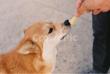 강아지, 개, 백구, 누렁이, 강아지훈련, 사진,이미지,일러스트,캘리그라피 - ujhoon작가 크라우드픽 - 저작권 걱정 없는 상업용 이미지