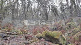 자연, 삼림, 초목, 아지랑이, 나무, 사진,이미지,일러스트,캘리그라피 - myfriendv작가 크라우드픽 - 저작권 걱정 없는 상업용 이미지