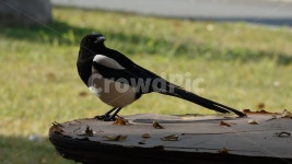 까치, 새, 조류, 동물, 휴식, 사진,이미지,일러스트,캘리그라피 - YuHwa작가 크라우드픽 - 저작권 걱정 없는 상업용 이미지