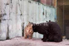고양이, 귀여운, 부부, 커플, 길고양이, 사진,이미지,일러스트,캘리그라피 - sora769작가 크라우드픽 - 저작권 걱정 없는 상업용 이미지