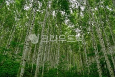 plant, 식물, 자작나무, 자작나무숲, 숲, 사진,이미지,일러스트,캘리그라피 - 033작가 크라우드픽 - 저작권 걱정 없는 상업용 이미지