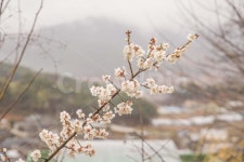 봄, 봄꽃, 매화, 매동마을, 지리산 사진, 이미지 - Ndakidang12작가 크라우드픽 - 상업용 이미지 중개 서비스