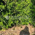 plant, 식물, vegetation, 초목, 그림자, 사진,이미지,일러스트,캘리그라피 - small작가 크라우드픽 - 저작권 걱정 없는 상업용 이미지