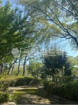 작은숲, nature, 자연, 나무, tree, 사진,이미지,일러스트,캘리그라피 - 초보사진맨작가 크라우드픽 - 저작권 걱정 없는 상업용 이미지