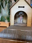doghouse, 개집, den, 굴, 화남, 사진,이미지,일러스트,캘리그라피 - oksizia작가 크라우드픽 - 저작권 걱정 없는 상업용 이미지