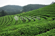 보성, 녹차, 녹색, 식물, 농장, 사진,이미지,일러스트,캘리그라피 - moonlight314작가 크라우드픽 - 저작권 걱정 없는 상업용 이미지