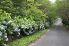 수국, 보은산, 수국길, 풍경, 강진수국, 사진,이미지,일러스트,캘리그라피 - hyeyumpic작가 크라우드픽 - 저작권 걱정 없는 상업용 이미지
