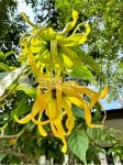 일랑일랑, ylangylang, 항수원료, 허브, 꽃, 사진,이미지,일러스트,캘리그라피 - Yoloist작가 크라우드픽 - 저작권 걱정 없는 상업용 이미지