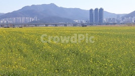 꽃, 봄, 새싹, 만개, 화사, 사진,이미지,일러스트,캘리그라피 - 알퐁소작가 크라우드픽 - 저작권 걱정 없는 상업용 이미지