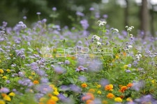 plant, 식물, 꽃, flower, 들판, 사진,이미지,일러스트,캘리그라피 - Narmed49작가 크라우드픽 - 저작권 걱정 없는 상업용 이미지