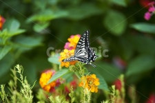 여름, 꽃, 꽃잎, 나비, 호랑나비, 사진,이미지,일러스트,캘리그라피 - 프리맨작가 크라우드픽 - 저작권 걱정 없는 상업용 이미지