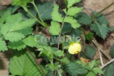 꽃, flower, 노란꽃, yellow, yellowflower, 사진,이미지,일러스트,캘리그라피 - twentieshood작가 크라우드픽 - 저작권 걱정 없는... 