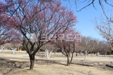 홍매화, 하늘, 꽃, flower, 봄꽃, 사진,이미지,일러스트,캘리그라피 - 언제나민들레작가 크라우드픽 - 저작권 걱정 없는 상업용 이미지