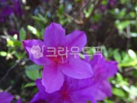 공원, 석남녹지도시숲, 연산홍, 꽃, flower, 사진,이미지,일러스트,캘리그라피 - 엔엔디작가 크라우드픽 - 저작권 걱정 없는 상업용 이미지