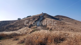 갈대, 산, 동산, outdoors, 옥외, 사진,이미지,일러스트,캘리그라피 - 은물작가 크라우드픽 - 저작권 걱정 없는 상업용 이미지