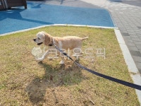 애완동물, animal, 산책하는강아지, 산책하는개, 강아지, 사진,이미지,일러스트,캘리그라피 - dong524u작가 크라우드픽 - 저작권 걱정 없는... 