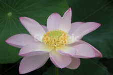 연, 연꽃, lotus, 식물, 홍연, 사진,이미지,일러스트,캘리그라피 - 산사람작가 크라우드픽 - 저작권 걱정 없는 상업용 이미지