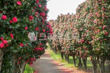 동백나무, 동백꽃, 카멜리아, 꽃잎, 자연, 사진,이미지,일러스트,캘리그라피 - JackyPhoto작가 크라우드픽 - 저작권 걱정 없는 상업용 이미지