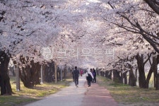 황구지천, 벚꽃길, 벚꽃, 봄, 아침, 사진,이미지,일러스트,캘리그라피 - buttonhole작가 크라우드픽 - 저작권 걱정 없는 상업용 이미지