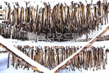 황태, 덕장, 명태, 강원도, 황태덕장, 사진,이미지,일러스트,캘리그라피 - 대송작가 크라우드픽 - 저작권 걱정 없는 상업용 이미지