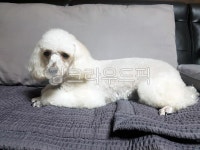 푸들, 미니어처푸들, poodle, dog, 개, 사진,이미지,일러스트,캘리그라피 - 헬로짱작가 크라우드픽 - 저작권 걱정 없는 상업용 이미지