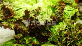 농작물, 농산물, 밭작물, 쌈채소, 상추, 사진,이미지,일러스트,캘리그라피 - BUSAN OPPA작가 크라우드픽 - 저작권 걱정 없는 상업용 이미지