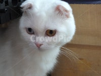 고양이, 미묘, 오드아이, 파란색눈, 갈색눈, 사진,이미지,일러스트,캘리그라피 - JES작가 크라우드픽 - 저작권 걱정 없는 상업용 이미지