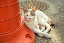 고양이, 길고양이, cat, 냐옹, 길냥이, 사진,이미지,일러스트,캘리그라피 - RAN2작가 크라우드픽 - 저작권 걱정 없는 상업용 이미지