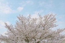 벚꽃, 봄, 벚꽃나무, spring, 계절, 사진,이미지,일러스트,캘리그라피 - pinkjoo작가 크라우드픽 - 저작권 걱정 없는 상업용 이미지